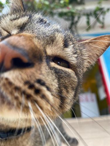 a close up of a cat looking up at Pequi hostel in Florianópolis