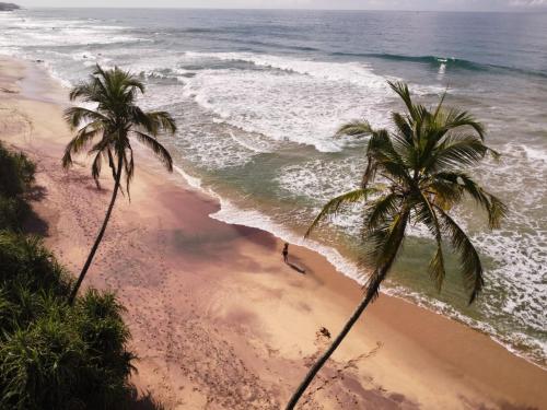 dos palmeras en una playa con el océano en Beach House Kalukatiya - Family Villa, Seaview Room, Garden Room, en Dikwella
