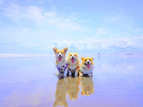 松山的住宿－LiVEMAX RESORT Okudogo，三只狗站在海滩上