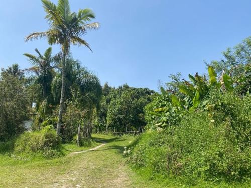 un chemin de terre avec des palmiers sur une colline dans l'établissement Kochian: Lugar donde se sueña, à Zoquiapan