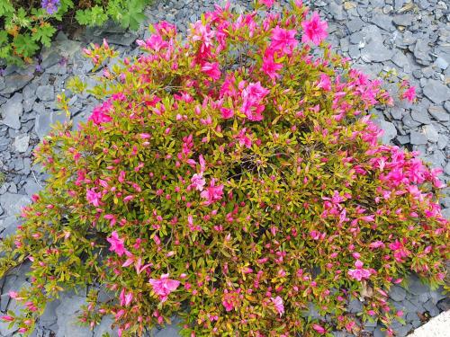 Photo de la galerie de l'établissement La Bélinoise, à proximité du circuit des 24h, à Saint-Gervais en-Belin