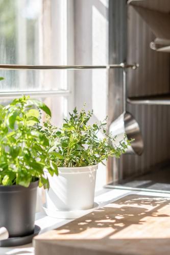 two potted plants sitting on a window sill at Hyra lantligt boende i Höga Kusten in Västhammar