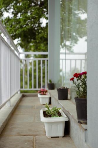 three plants in white pots on a porch at Kasar Himalaya Holiday Resort, Binsar Rd in Almora