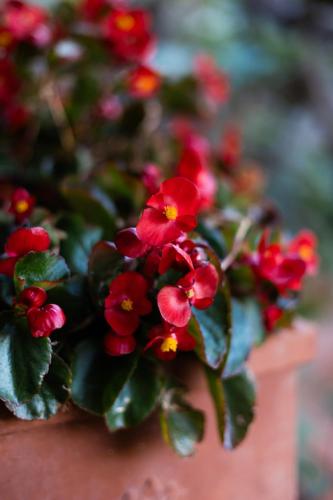 a bunch of red flowers in a pot at Tuscany Villa Gorello. Villa in Toscana. Jacuzzi con tetto in cristallo,piscina in Arezzo