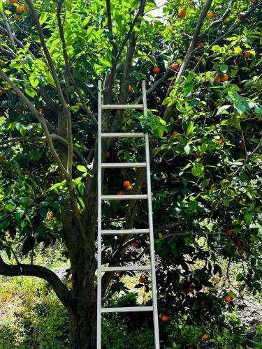 Κήπος έξω από το Travelers Hikers Delight House On Way To Sougia
