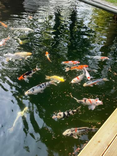 a group of koi fish swimming in a pond at Alexa Resort in Borovany