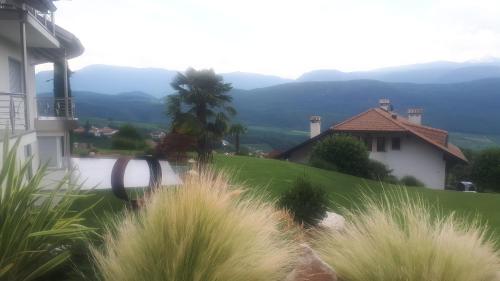 a house with a green yard with a palm tree at Millenniumshof in Caldaro