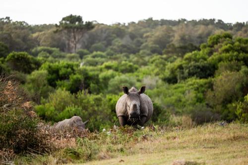 a hippopotamus walking through a grassy field at Kragga Kamma Game Park in Port Elizabeth