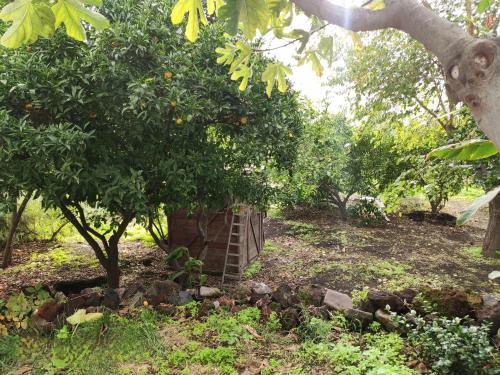 a small bird house under an orange tree at La Casa di Nonna Ida in Stromboli