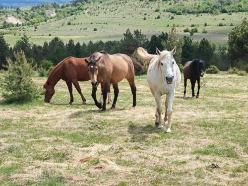 un grupo de caballos caminando en un campo en Ranč Crna stina en Livno