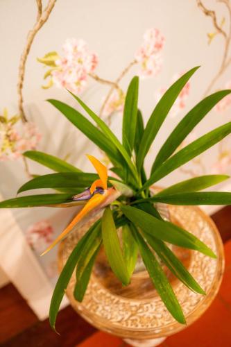 a bird sitting on top of a plant in a vase at Casa Da Piedade in São Vicente