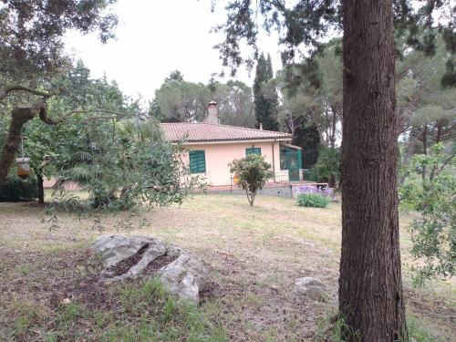 a white house with a tree in front of it at Piccolo appartamento immerso nella campagna in Rosignano Marittimo