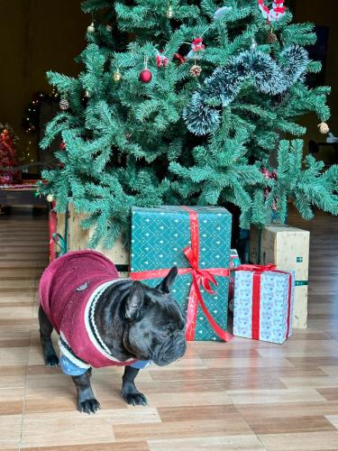 a small dog wearing a sweater standing in front of a christmas tree at Maison de Hill Home in Dồng Văn