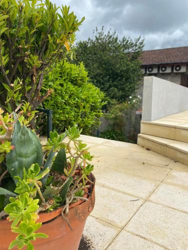a potted plant sitting on top of a patio at Casa Augusta - QUINTA in Penafiel