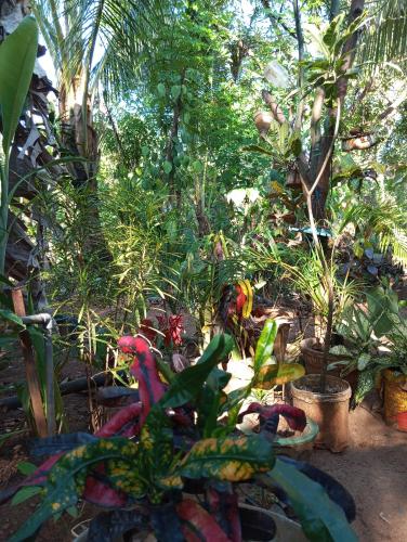 a garden with a bunch of plants and trees at SIGIRI HUNTER'S HOMESTAY & Hostel in Sigiriya