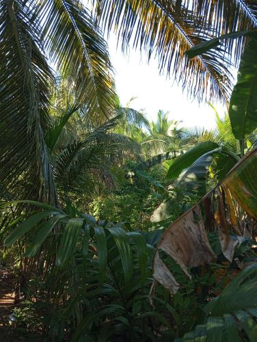 a group of palm trees in a forest at SIGIRI HUNTER'S HOMESTAY & Hostel in Sigiriya