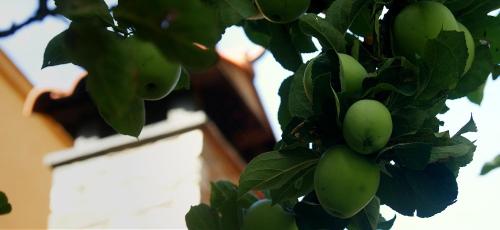 a bunch of green apples hanging from a tree at Casitas Del Huerto in La Alberca