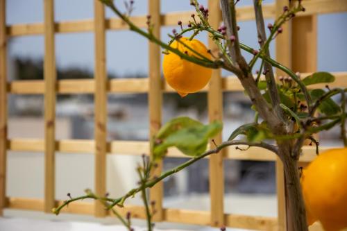a vase filled with oranges on a tree at Ourania by Heloni Apartments in Athens