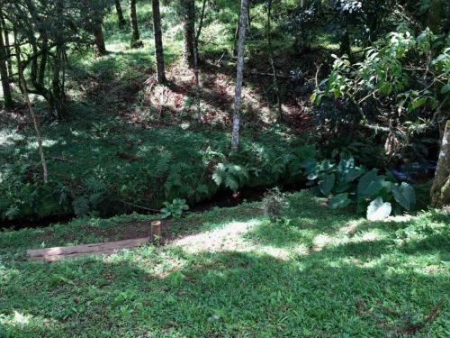 a garden with green grass and trees and a wooden bridge at Casa Cipreste no Refúgio Pinheiro Beira Rio in Sapucaí-Mirim