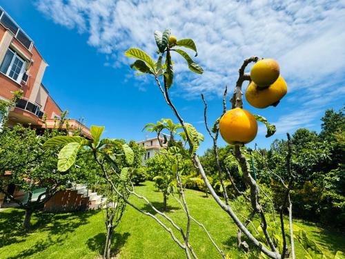 an orange tree with two oranges growing on it at WHITE MANSION in Arnavutköy