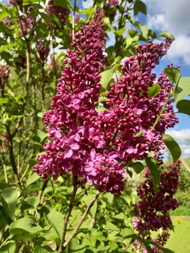 a bunch of purple flowers on a plant at Namelis Drevernoje 2 in Dreverna
