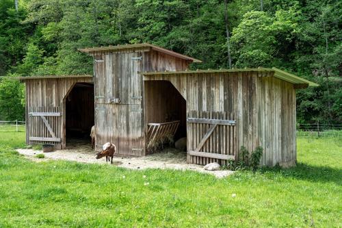 a dog walking in front of two wooden huts at Appartement Im Hof, 36qm in Schenkenzell