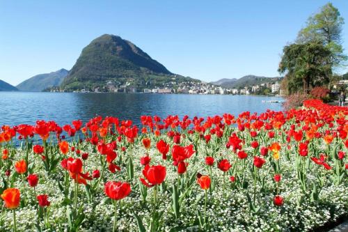 a field of red and white flowers next to a body of water at Le Palme in Monte Ceneri