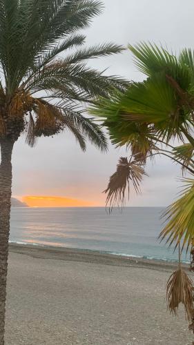 una palmera en una playa con el océano en Vista & Calma Castell de Ferro, en Castell de Ferro