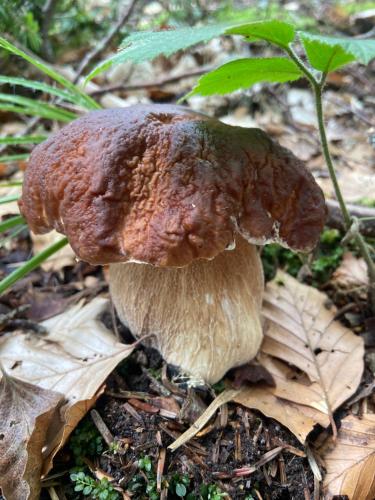 a mushroom sitting on the ground in the woods at La Cigale Ardéchoise in Labégude