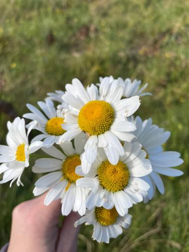 a person holding a bunch of white flowers at Zeleni chill in Kopaonik