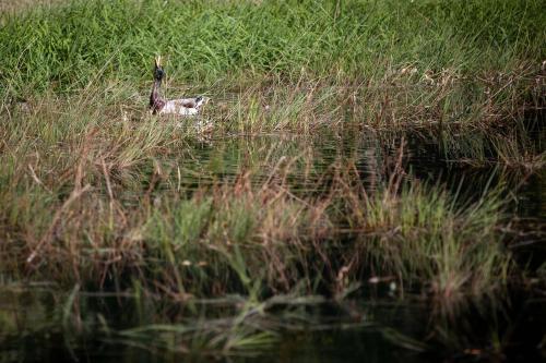a bird standing in the grass next to a body of water at The Funny Friends in Gedinne