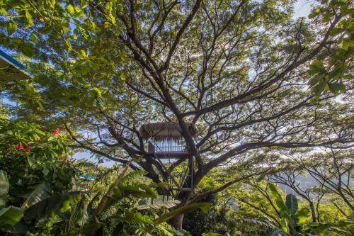 a tree with a birdhouse in the middle of it at Ocean and Jungle views! AC, Wi-Fi, kitchen in Manzanillo