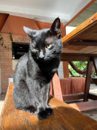 a black cat sitting on top of a table at Vibe House Hostel in Florianópolis