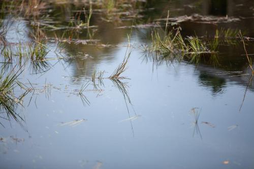 a body of water with some grass in it at The Early Birds in Gedinne