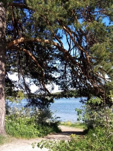 uma vista para um lago através de uma árvore em La Casa Marrone Norway em Asker