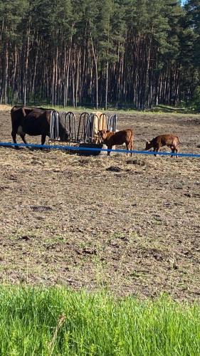 three animals walking in a field next to a boat at Landliebe Aulosen in Aulosen