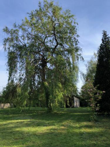 a large tree in the middle of a field at Landliebe Aulosen in Aulosen