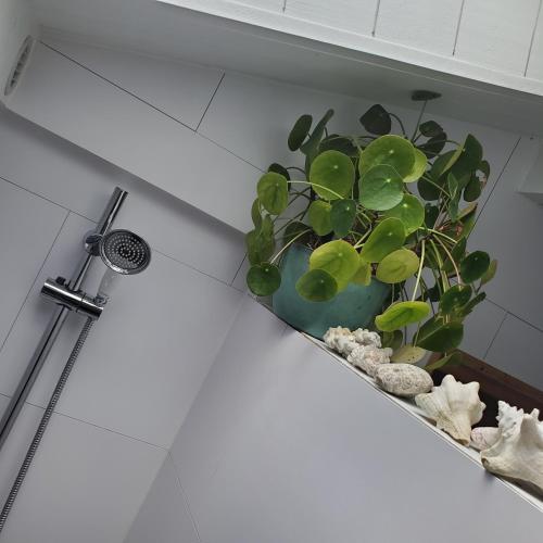 une plante verte dans une baignoire à côté d'une douche dans l'établissement Jolie maison en bois climatisée Proche Lac&Océan, à Hourtin