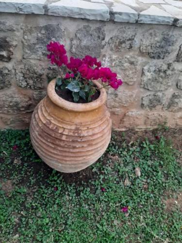 a pot with pink flowers in it next to a wall at studio yannis leonidas in Asprókhoma