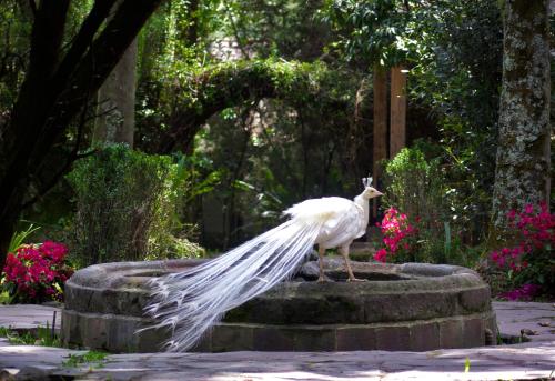 a white bird with its wings out standing on a stone fountain at Boutique Hotel La Carriona in Sangolquí