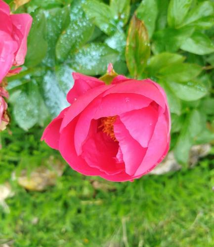 a pink rose with rain on the side of it at Gîte des Fours in Agonges