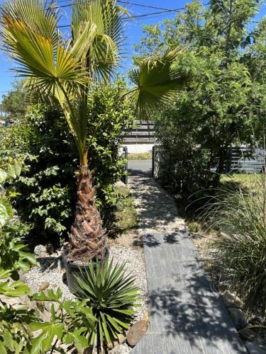 un jardin avec des palmiers et un sentier dans l'établissement Maison de vacances à Lacanau, à Lacanau