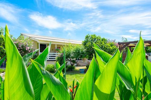 a house with green plants in the yard at PRETTY SPITI Holiday Retreat in Laganas