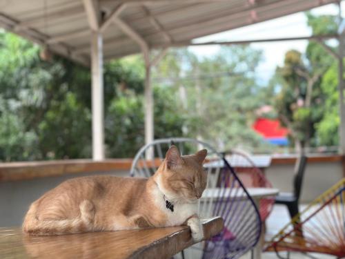 an orange and white cat laying on a table at Casa Colibri Palomino in Palomino