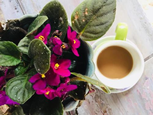 a cup of coffee next to a plant with purple flowers at Avong Nen Kitma in Baguio
