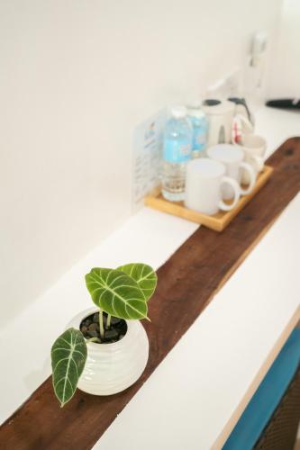 a plant in a pot on a kitchen counter at Secret paradise moalboal in Moalboal