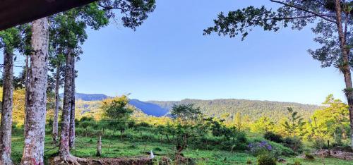 a group of trees in a field with mountains in the background at Casa Arthémis - Guapiles in Guápiles