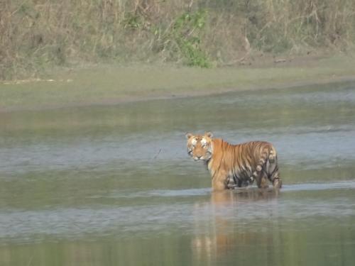 un tigre caminando en el agua en Bardia Riverside View Park Resort en Bhurkīā