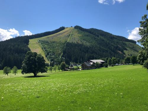 a green field with a tree in front of a mountain at Romantikapartment mit Sommercard in Ramsau am Dachstein