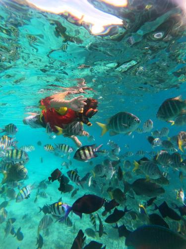 a diver in the water with a school of fish at The Hawk's Nest Resort in Sabong